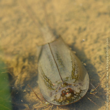 Triops cancriformis, listonoh letní