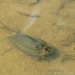 Triops cancriformis, listonoh letní