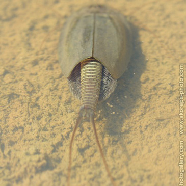 Triops cancriformis, listonoh letní