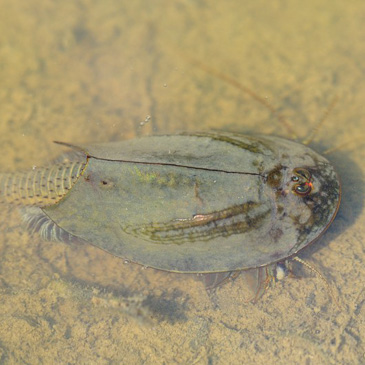 Triops cancriformis, listonoh letní