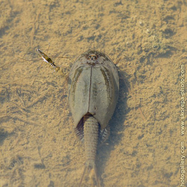 Triops cancriformis, listonoh letní