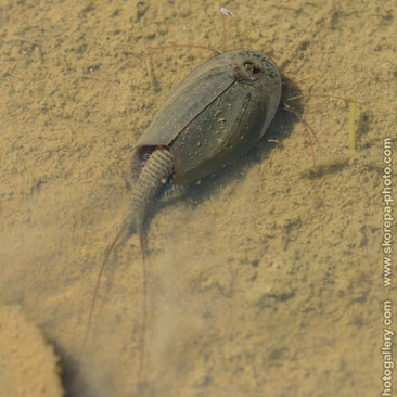 Triops cancriformis, listonoh letní