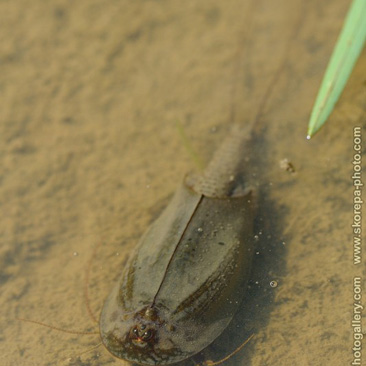 Triops cancriformis, listonoh letní