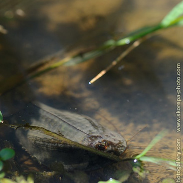 Triops cancriformis, listonoh letní