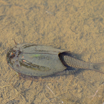 Triops cancriformis, listonoh letní