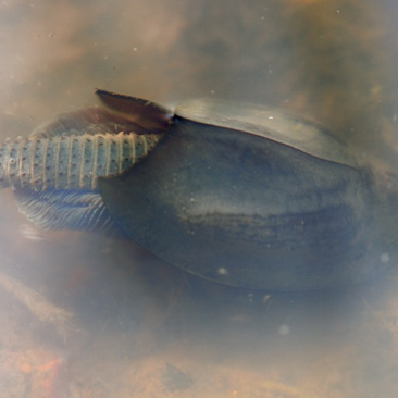 Triops cancriformis, listonoh letní