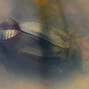 Triops cancriformis, listonoh letní