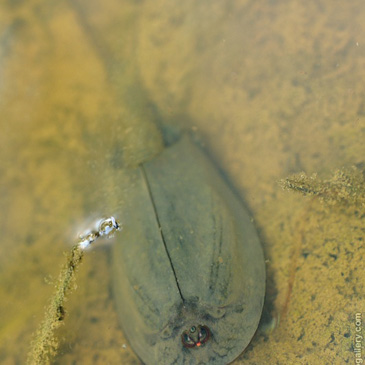 Triops cancriformis, listonoh letní