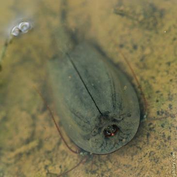 Triops cancriformis, listonoh letní