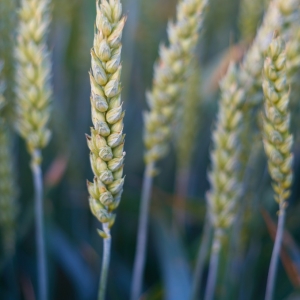 Triticum aestivum – pšenice setá