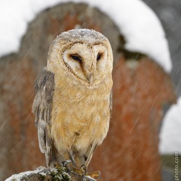 Tyto alba, sova pálená - Dřevíkov...