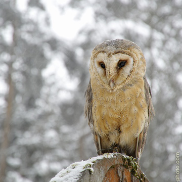 Tyto alba, sova pálená - Dřevíkov...