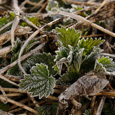 Urtica dioica – kopřiva dvoudomá