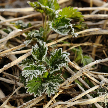 Urtica dioica, kopřiva dvoudomá -...