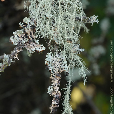 Usnea scabrata, provazovka