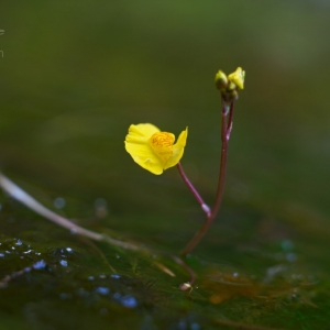 Utricularia australis, bublinatka...