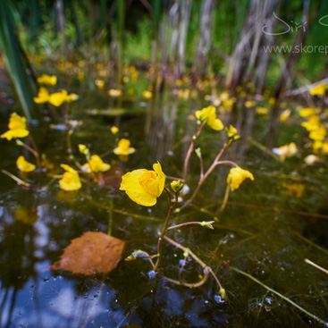 Utricularia australis, bublinatka...