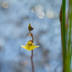 Utricularia bremii – bublinatka vícekvětá