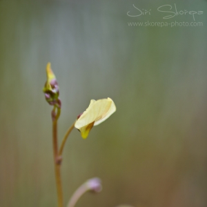 Utricularia bremii, bublinatka...