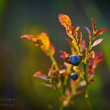 Vaccinium myrtillus – brusnice borůvka