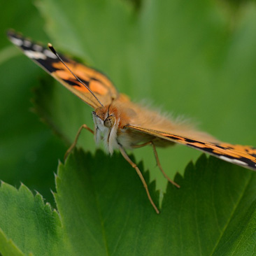 Vanessa cardui, babočka bodláková