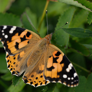 Vanessa cardui, babočka bodláková