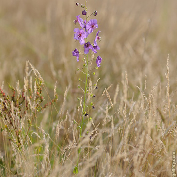 Verbascum phoeniceum, divizna brunátná