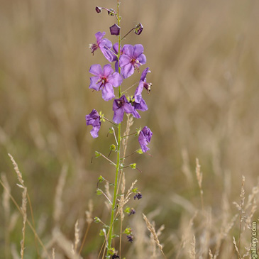 Verbascum phoeniceum, divizna brunátná