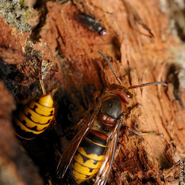 Vespa crabro, sršeň obecná