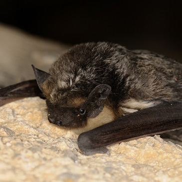 Vespertilio murinus, netopýr pestrý