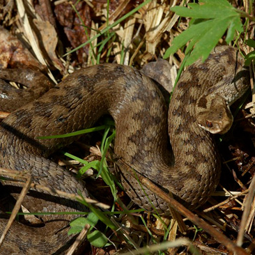 Vipera berus, zmije obecná