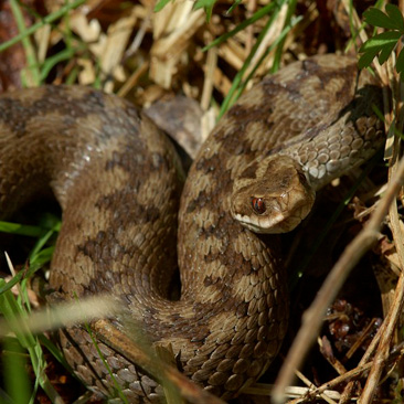 Vipera berus, zmije obecná