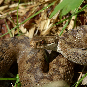 Vipera berus, zmije obecná