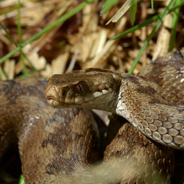 Vipera berus, zmije obecná