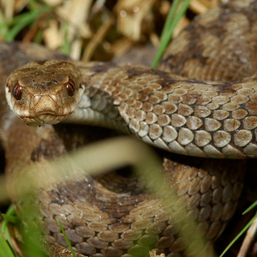 Vipera berus, zmije obecná