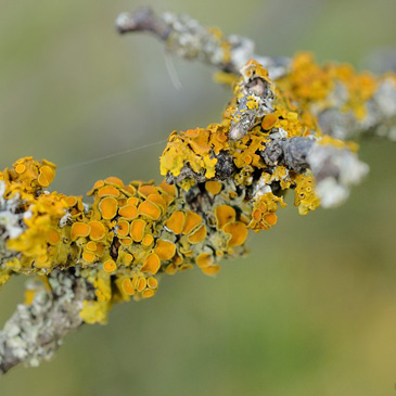 Xanthoria polycarpa, terčovník...