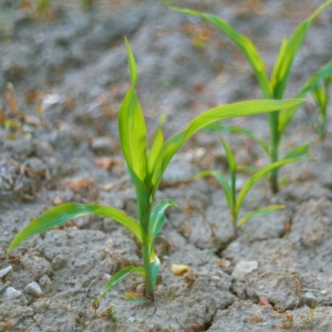 Zea mays, kukuřice setá –...