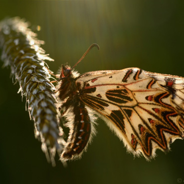 Zerynthia polyxena, pestrokřídlec...